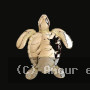 Pendentif Tortu océani et Tropik Or Jaune